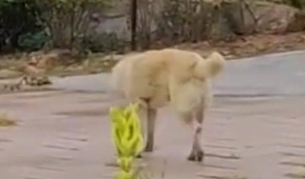 八年的中华田园犬，直到自己生命将尽，悄然离家走……