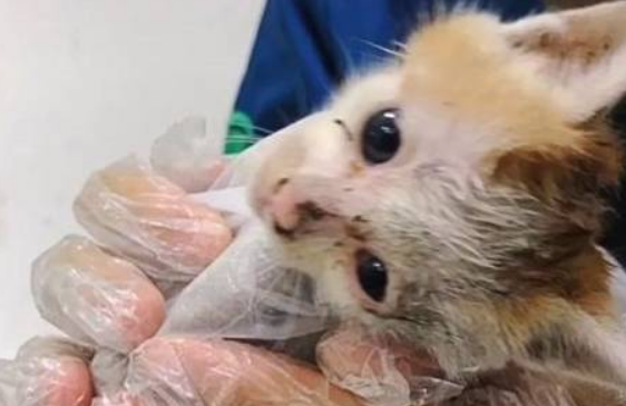 暖心故事：一只小猫在冬天流浪，被收养后登上“喵生巅峰” 