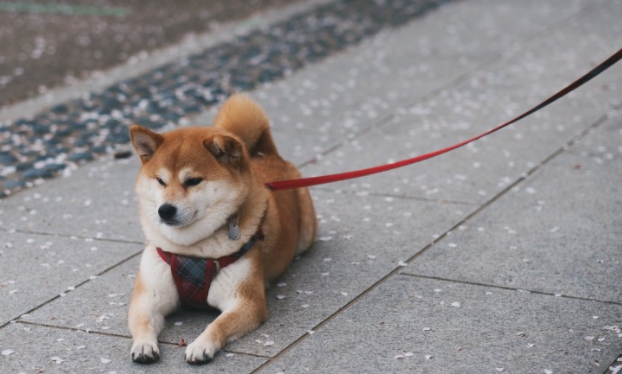 5个狗狗“叛变”你的小关键点，汪：再不行動，你还要丧失本狗子啦