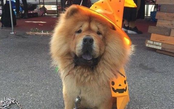 关西空港捕获狮子王 原来是超呆萌鬆狮犬_宠界新闻