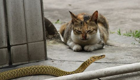 流浪猫报恩 守门死盯2米长蛇护妇孺