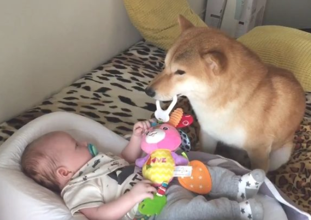 小主人出世后，想不到柴犬愈来愈忙，还能教宝宝玩手机