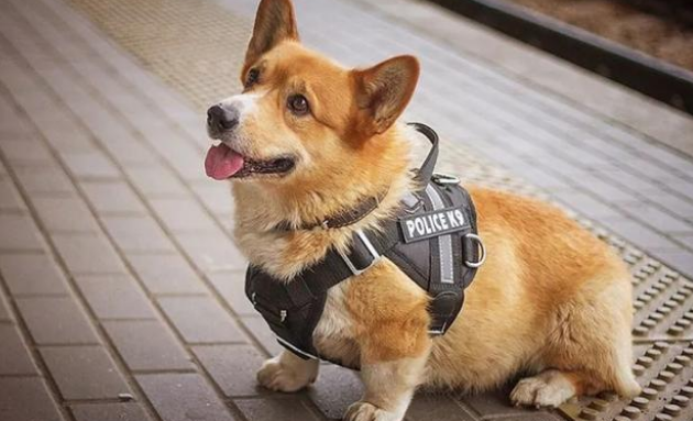 俄罗斯一只柯基当7年警犬后退役，网友：想不到柯基真能当警犬！