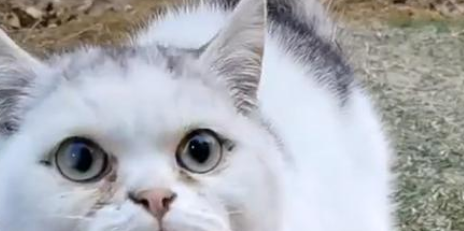 因先天缺陷，只会揣手的猫，被弃养后，挽留人类的样子让人心疼
