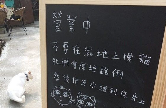 佛系经营方式的猫咖啡厅 现任店长背后故事超感人