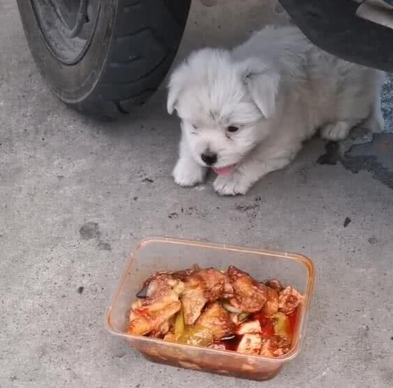 小流浪犬狗饿的不行，女人送上一盒辣菜，确实令人瞠目结舌