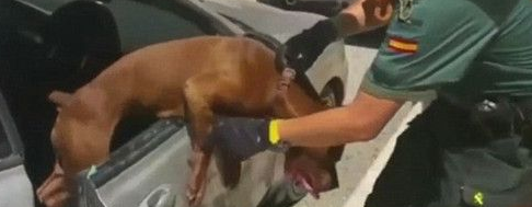联系不上车主警员击破车窗 勇救热昏比特犬