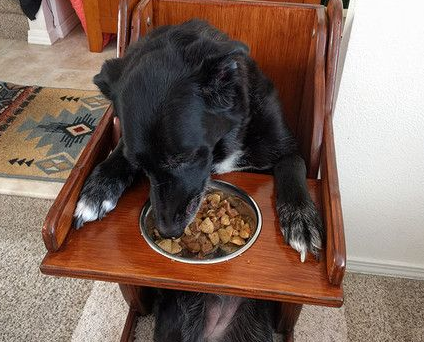 汪因肌肉无力症消化困难 主人亲提别制进食椅 汪因肌肉无力症消化困难 主人亲提别制进食椅