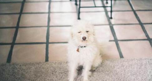 贵宾犬肾衰竭快不行，安乐死时男孩儿恳求要怀着它：我永远爱你！