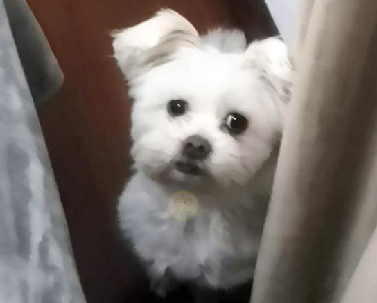 八岁老犬意外走失，找到后牙齿被打断，梦中依然在发抖