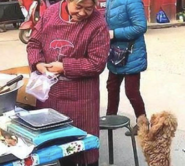 老奶奶在卖煎饼，漂泊泰迪不断对她做作揖的姿势，但求给点吃的