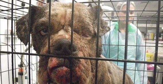 今日英国发生弃养狗事件 怀孕斗牛犬被遗弃公园 今日英国发生弃养狗事件 怀孕斗牛犬被遗弃公园