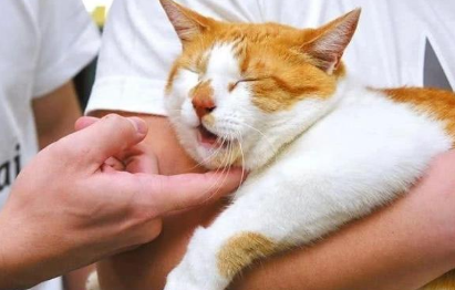 猫咪作为公关部长,其实处于公司底层,被员工各种蹂躏狂吸! 猫咪作为公关部长,其实处于公司底层,被员工各种蹂躏狂吸!