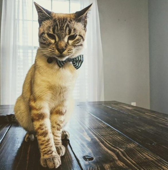 真香！老公当初反对养猫，现在竟亲自为猫做床，老婆都吃醋了！