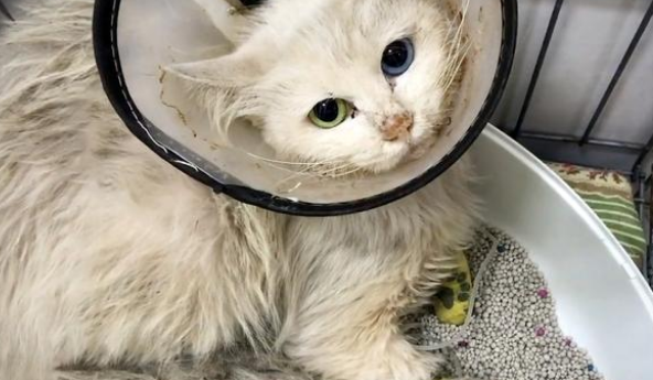 高颜值的流浪猫,即便灰头土脸,重病缠身,也难掩它的美貌! 高颜值的流浪猫,即便灰头土脸,重病缠身,也难掩它的美貌!