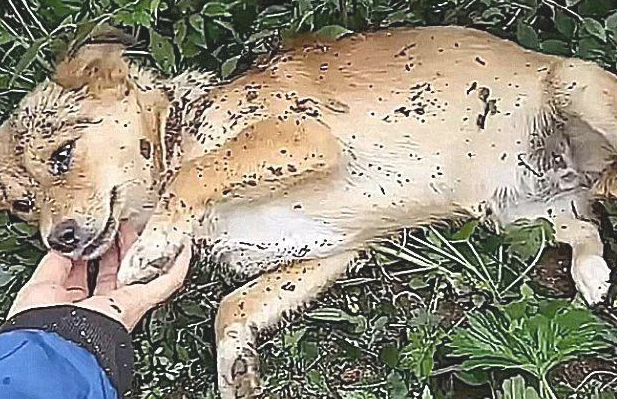 土狗了解自身快死了，赶快出走，主人寻找它后，一脸心痛