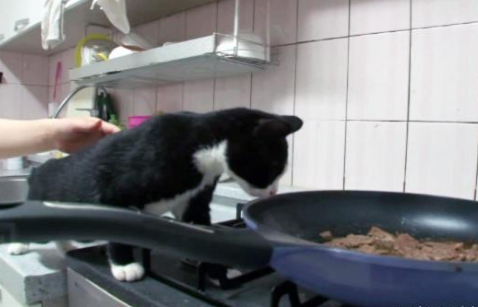 每时每刻都在寻找食物的猫，惹得主人头痛不已，真实原因让人心疼