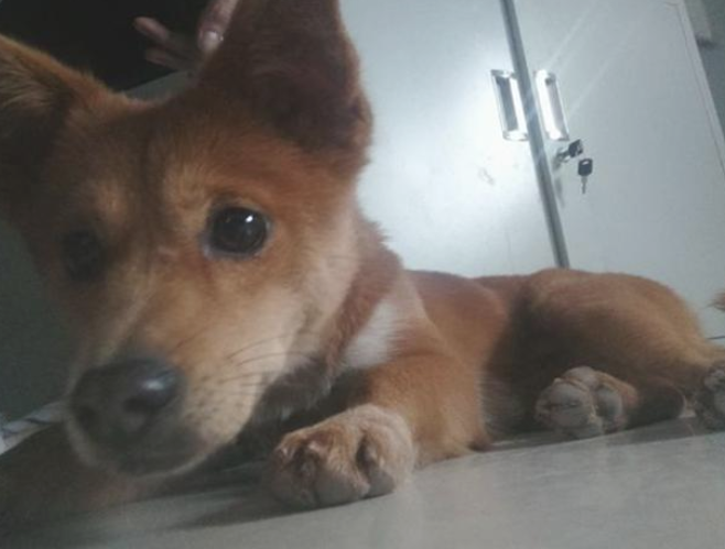 养两天后获知狗狗并不是柴犬，一气之下又丢大街