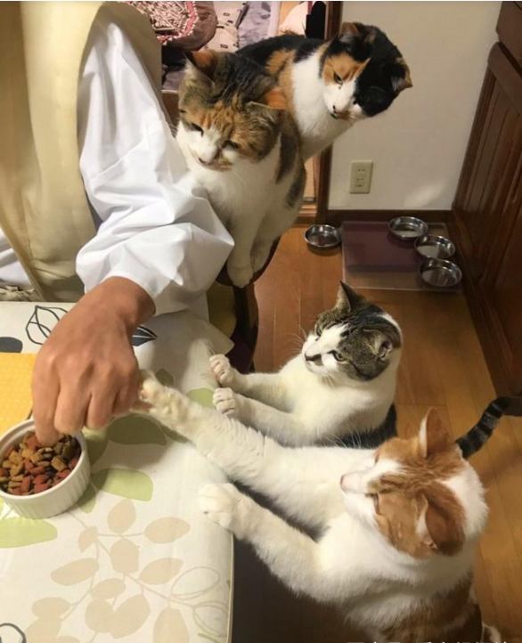 流浪猫被寺院收养后，住持变猫奴，天天被猫咪包围