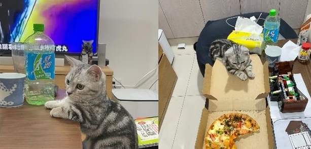 半夜点美食，馋嘴猫紧盯着盘子，盯到睡着，网赞好有自制力