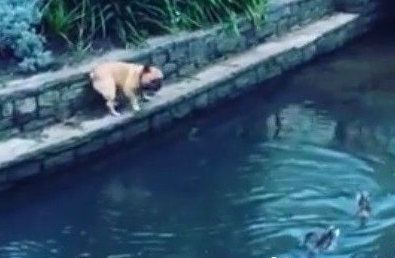 看见鸭子掉水里 法斗狂奔救援变落汤鸡 看见鸭子掉水里 法斗狂奔救援变落汤鸡