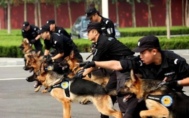 又一批小警犬遭淘汰，原因竟然是这三个！难怪网友都抢着领养！