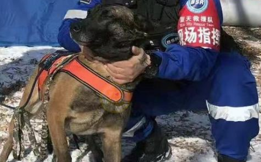 被寄养的搜救犬,连开两道锁成功“越狱”,终被好心人送回 被寄养的搜救犬,连开两道锁成功“越狱”,终被好心人送回
