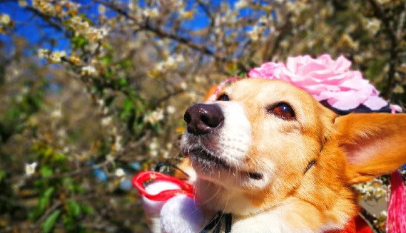 柯基犬在繁殖场被救 幸遇把拔带它旅游看世界 柯基犬在繁殖场被救 幸遇把拔带它旅游看世界