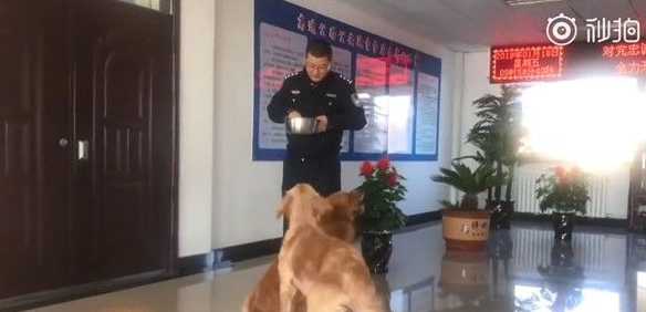 黄金猎犬兄弟档走丢 却不急着找主人只顾讨吃