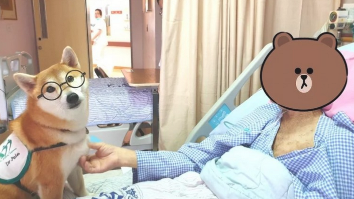 柴柴为当医治犬报考,結果…再说大半年吧! 柴柴为当医治犬报考,結果…再说大半年吧!