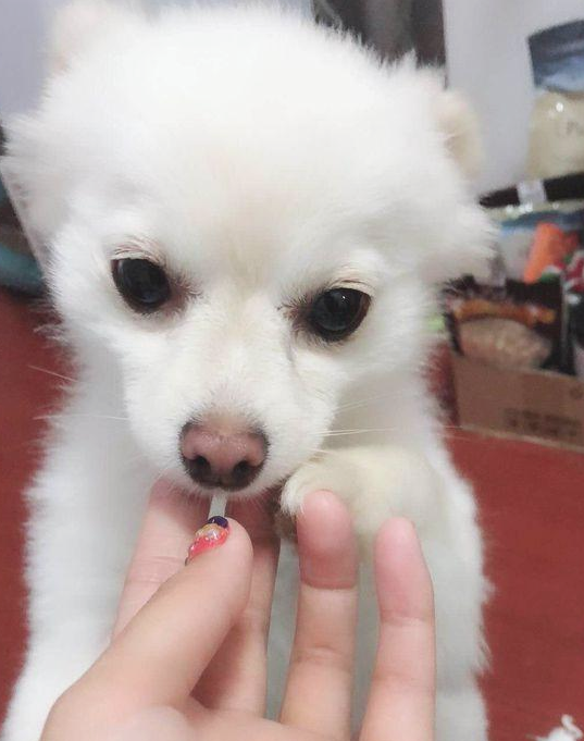 女生带著捡到的流浪犬上街,没想到风流倜傥,这下抱都抱不回家 女生带著捡到的流浪犬上街,没想到风流倜傥,这下抱都抱不回家