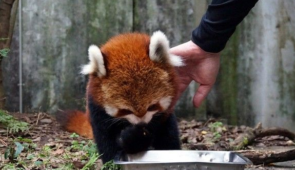 天冷活动力更旺盛 熊猫宝宝在带领下户外体验世界 天冷活动力更旺盛 熊猫宝宝在带领下户外体验世界