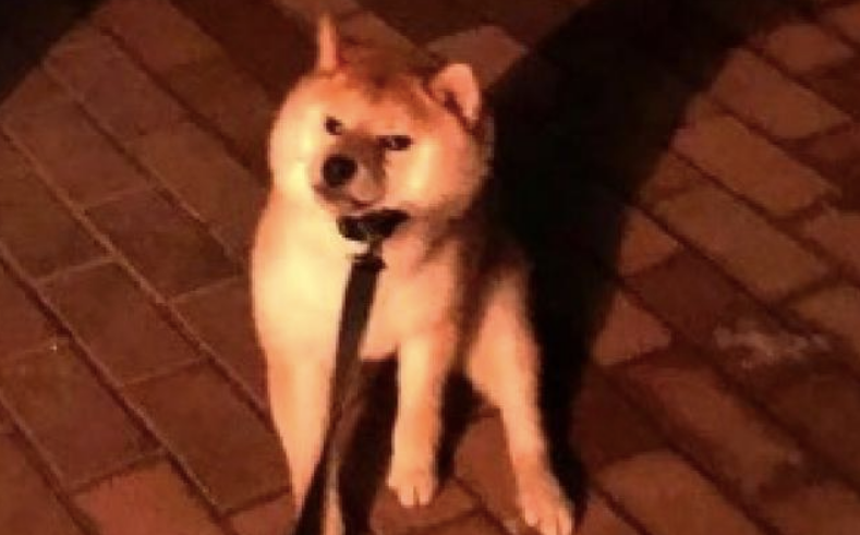 主人家想带柴犬回家,它却坐着原地不动泰然自若,狗:今日我就是不回! 主人家想带柴犬回家,它却坐着原地不动泰然自若,狗:今日我就是不回!