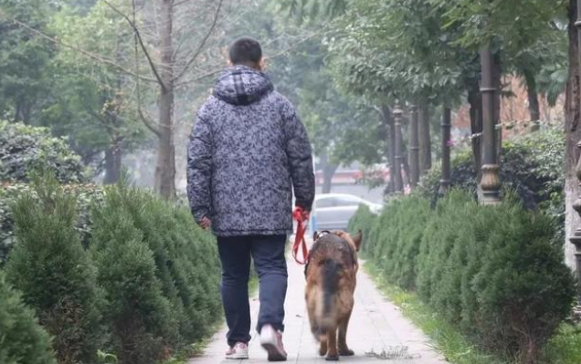 福建酒店坍塌,搜救犬彻夜救援:我们不传播病毒,我们只拼命救人 福建酒店坍塌,搜救犬彻夜救援:我们不传播病毒,我们只拼命救人