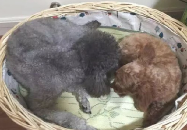 捡了一头漂泊泰迪回家了,家中的狗对它投怀送抱,它却和其他狗生小孩 捡了一头漂泊泰迪回家了,家中的狗对它投怀送抱,它却和其他狗生小孩