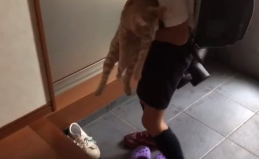 猫咪也爱出去玩 主人出门上课必须过猫咪的阻挡关卡 猫咪也爱出去玩 主人出门上课必须过猫咪的阻挡关卡