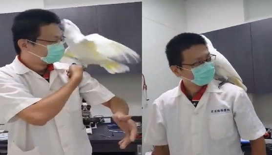 小霸王鹦鹉医院检查秒变样 超级乖还会撒娇