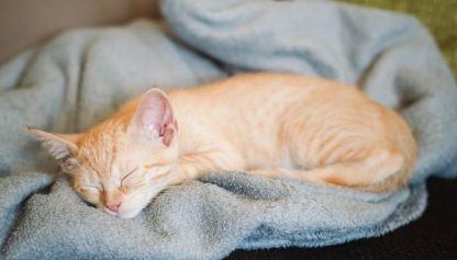 小橘猫被困柱子内,用声音求助,好心人合力营救 小橘猫被困柱子内,用声音求助,好心人合力营救