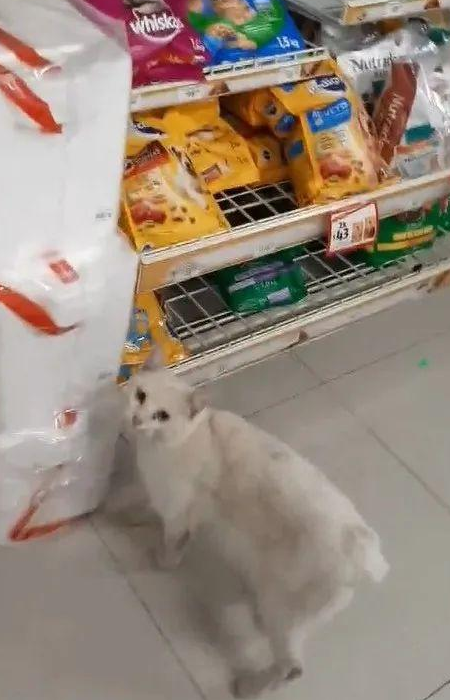 断尾流浪猫在超市门前骗吃骗喝，最后…直接骗到了一个家