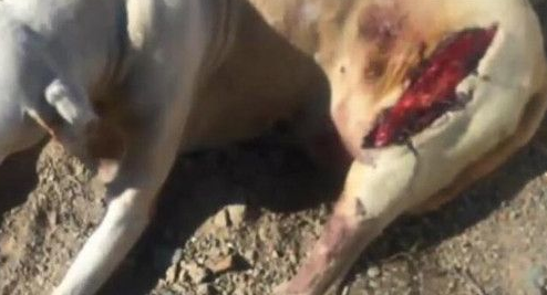 狗狗的腿部被人砍了大口子 这种场景让人发指