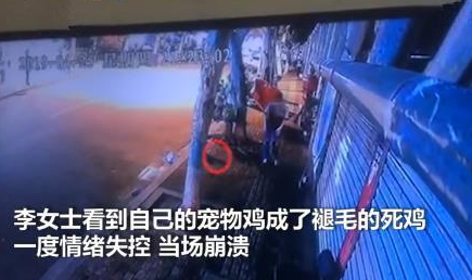 9000元的宠物鸡被偷走下锅 主人看到后崩溃 9000元的宠物鸡被偷走下锅 主人看到后崩溃