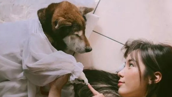 15岁重病柴犬最后的日子躲在家中角落里，主人暖人随同，一起睡木地板。