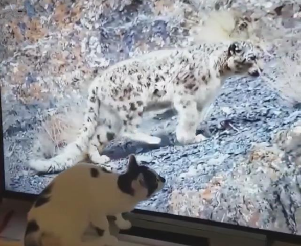 貓咪看到電視中的獵豹，信以為真，隨後它的舉動亮了