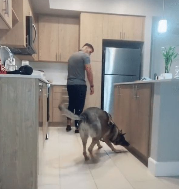 搜爆犬退役后闲不住,主人买来“弹药”,真是个劳碌汪啊 搜爆犬退役后闲不住,主人买来“弹药”,真是个劳碌汪啊