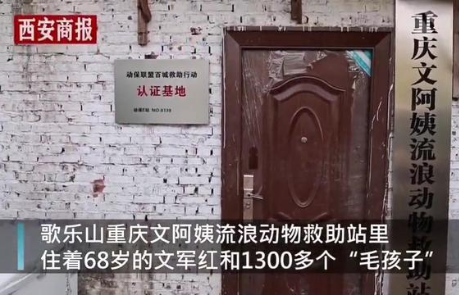 “别人笑我太疯癫”，68岁老人收养1300只狗，女儿卖房支持