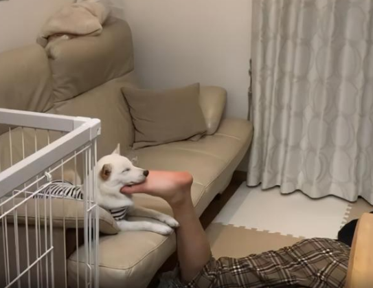 柴犬偏爱哥哥,连脚丫子都不放过!这样睡觉更香! 柴犬偏爱哥哥,连脚丫子都不放过!这样睡觉更香!