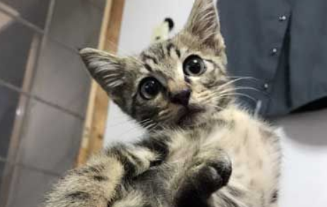 小猫咪以下犯上 遭受攻击的猫哥哥成表情包 小猫咪以下犯上 遭受攻击的猫哥哥成表情包