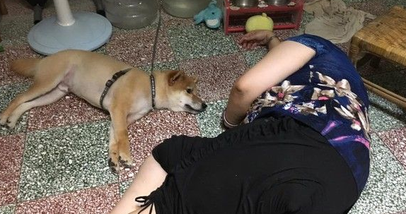 超可爱狗狗 被阿嬷溺宠舍身陪睡地板