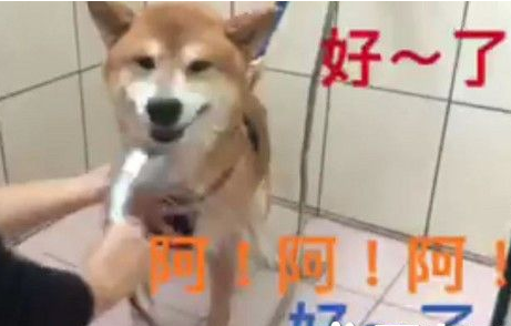 模仿力超强的柴柴，发音标准萌坏网友