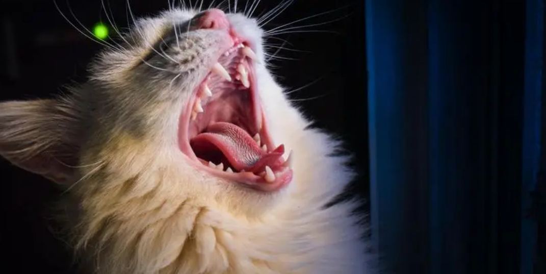 猫吃了知了会有感染寄生虫的风险吗